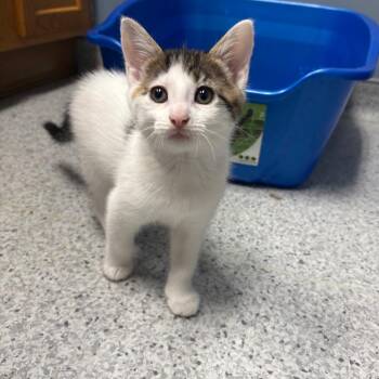 26-202 Buttercup -  Domestic Short Hair Cat for Adoption in North Branford, Connecticut - 26-202 Buttercup | PetCurious