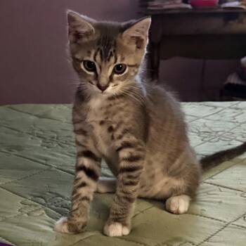 Belkincop -  Domestic Short Hair Cat for Adoption in Fredericksburg, Virginia - Belkincop | PetCurious