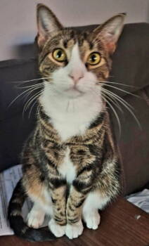 Rescue Domestic Short Hair Cats for Adoption in Breinigsville, Pennsylvania - Mish* | PetCurious