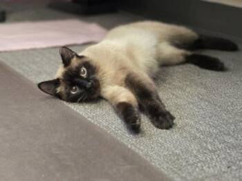 Vervet -  Siamese and Domestic Short Hair Cat for Adoption in Woodbury, Minnesota - Vervet | PetCurious