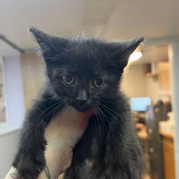 Amor -  Domestic Short Hair Cat for Adoption in Madison, Wisconsin - Amor | PetCurious