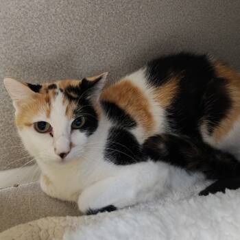 Rescue Domestic Short Hair Cats for Adoption in Madison, Wisconsin - Esther | PetCurious