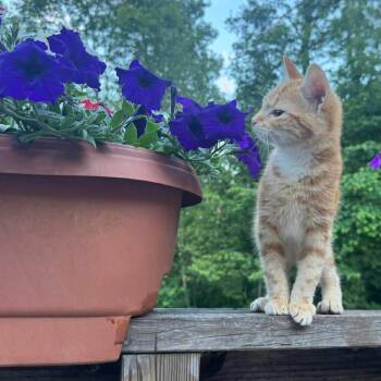 Star -  Domestic Short Hair Cat for Adoption in Woodstock, Virginia - Star | PetCurious
