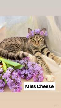 Tabby Cats Available for Adoption in Walnut Creek, California - Miss Cheese At Martinez Pet Food Express May 2nd | PetCurious