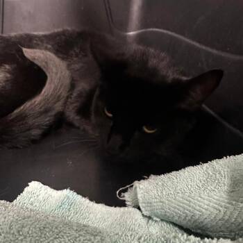 Zodiac -  Domestic Short Hair Cat for Adoption in Lakeland, Florida - Zodiac | PetCurious