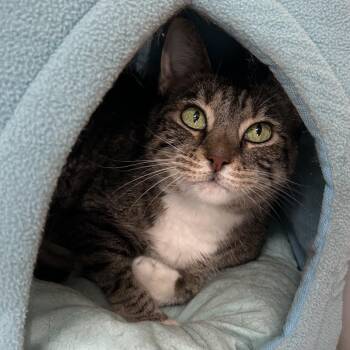 Joyce -  Domestic Short Hair Cat Available for Adoption in Denver, Colorado - Joyce | PetCurious