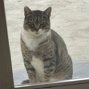 Rescue Domestic Short Hair and Tabby Cats for Adoption in Hollister, California - Tiger (Courtesy Post) | PetCurious