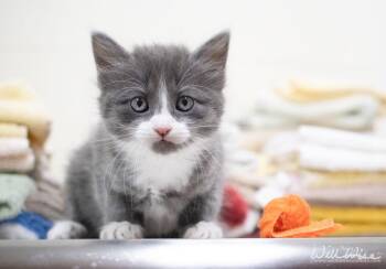 Simon -  Domestic Medium Hair Cat for Adoption in Monroe, Georgia - Simon | PetCurious