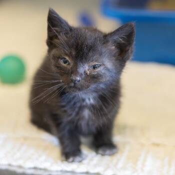 Aria -  Domestic Short Hair Cat for Adoption in Wilmington, Delaware - Aria | PetCurious