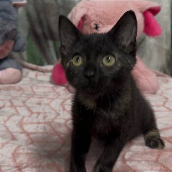 Maisie -  Domestic Short Hair Cat for Adoption in Riverwoods, Illinois - Maisie | PetCurious