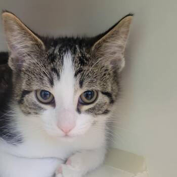 Stripes -  Domestic Short Hair Cat for Adoption in Wheeling, Illinois - Stripes | PetCurious