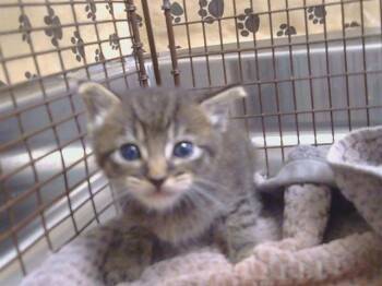 RAMON -  Domestic Short Hair Cat for Adoption in Sacramento, California - RAMON | PetCurious