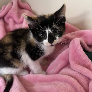 Iris -  Domestic Short Hair Cat for Adoption in Buellton, California - Iris | PetCurious