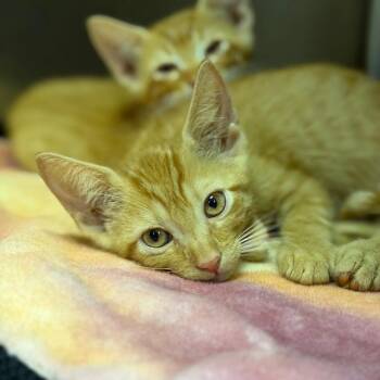 Slightly -  Domestic Short Hair Cat for Adoption in Fort Smith, Arkansas - Slightly | PetCurious
