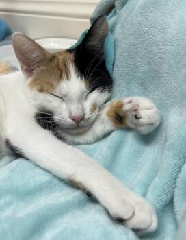 Cherry Amaretto -  Calico and Domestic Short Hair Cat for Adoption in Chandler, Arizona - Cherry Amaretto | PetCurious