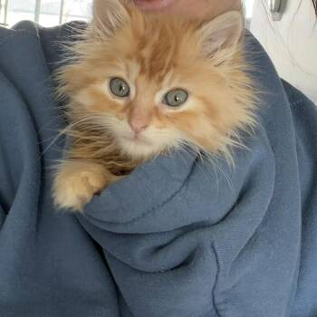 Aloe -  Domestic Long Hair and Tabby Cat for Adoption in Cottonwood Heights, Utah - Aloe | PetCurious