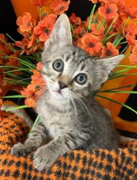 5/4/26 Anakin -  Domestic Short Hair Cat for Adoption in Stillwater, Oklahoma - 5/4/26 Anakin | PetCurious