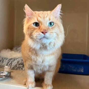 Joey -  Domestic Medium Hair Cat for Adoption in Evanston, Illinois - Joey | PetCurious