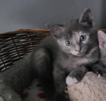 American Shorthair Cats Available for Adoption in Tampa, Florida - Sookie | PetCurious
