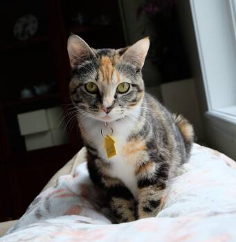 Iduna -  Domestic Short Hair Cat for Adoption in Portland, Oregon - Iduna | PetCurious