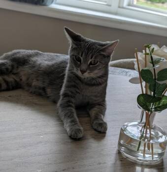 Sunflower -  Domestic Short Hair Cat for Adoption in Cincinnati, Ohio - Sunflower | PetCurious