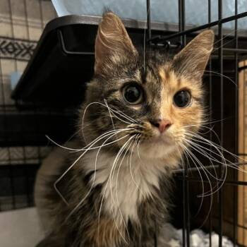 Domestic Long Hair Cats Available for Adoption in Aspinwall, Pennsylvania - Azalea | PetCurious
