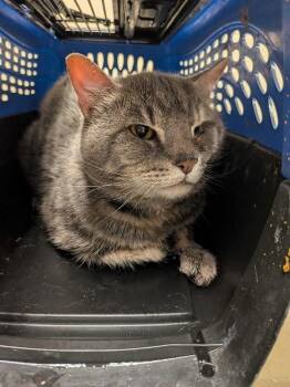 Reverend -  Domestic Short Hair Cat for Adoption in Cincinnati, Ohio - Reverend | PetCurious