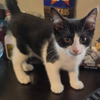 Domestic Short Hair and American Shorthair Cats Available for Adoption in Houston, Texas - Angie | PetCurious