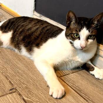 Tee Tee -  Domestic Short Hair Cat for Adoption in Long Beach, California - Tee Tee | PetCurious