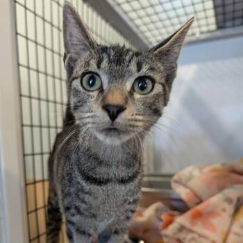 Kim -  Domestic Short Hair Cat for Adoption in New Castle, Delaware - Kim | PetCurious