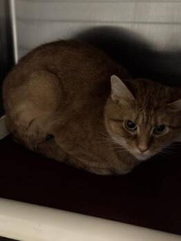 Memphis -  Domestic Short Hair Cat for Adoption in Fallston, Maryland - Memphis | PetCurious