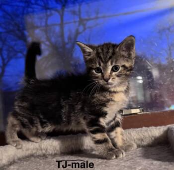 Domestic Medium Hair Cats Available for Adoption - TJ | PetCurious