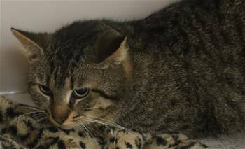 Domestic Short Hair Cats Available for Adoption in Columbia, South Carolina - BAM BAM | PetCurious