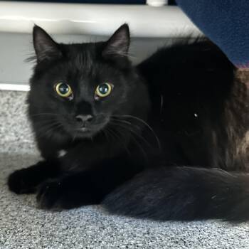Domestic Long Hair Cats Available for Adoption - Niko | PetCurious