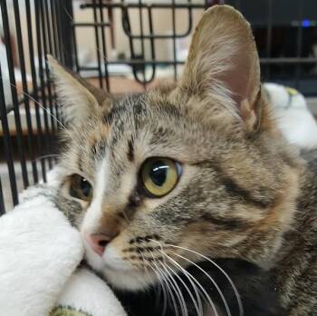 Domestic Short Hair Cats Available for Adoption in Pocatello, Idaho - Papaya  46079 | PetCurious
