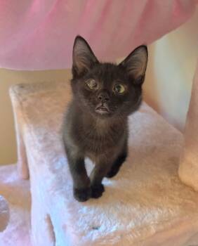 Swift Wind -  Domestic Short Hair Cat for Adoption in Rochester, Washington - Swift Wind | PetCurious
