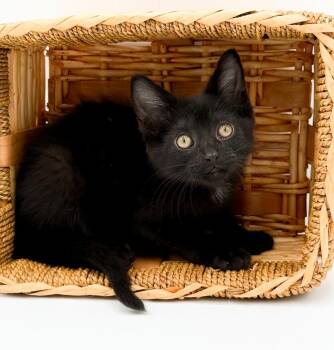 Quinton is a baby smush - Sooo sweet Sooo fun - video too -  Bombay Cat for Adoption in Bedford Hills, New York - Quinton Is A Baby Smush - Sooo Sweet Sooo Fun - Video Too | PetCurious