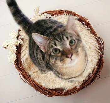 Rescue Domestic Short Hair Cats for Adoption in North Richland Hills, Texas - Charlie | PetCurious