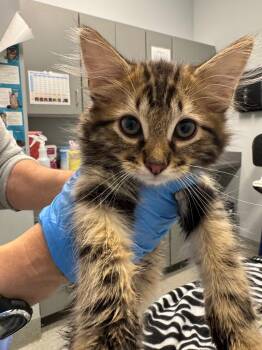 Cucumber -  Domestic Long Hair Cat for Adoption in Bloomington, Indiana - Cucumber | PetCurious