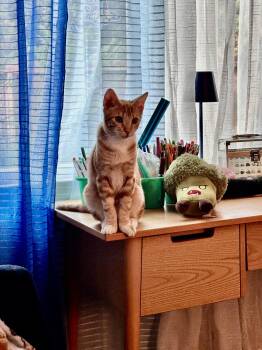 Rescue Tiger Cats for Adoption in Chico, California - Cheddar&Mango | PetCurious