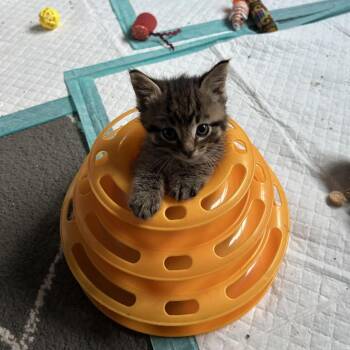 Purrvana -  Domestic Medium Hair Cat for Adoption in Ferndale, Michigan - Purrvana | PetCurious