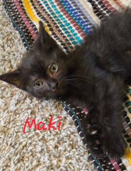 Maki (Medical Hold) -  Domestic Short Hair Cat for Adoption in Williamsburg, Iowa - Maki (Medical Hold) | PetCurious
