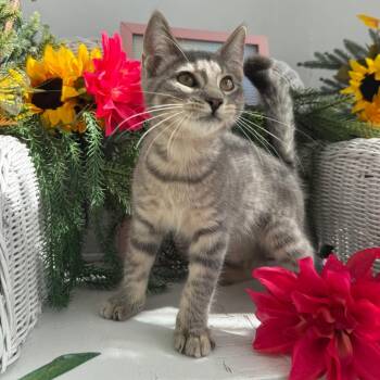 Ivo Willow 56528 -  Domestic Short Hair Cat for Adoption in Eaton Rapids, Michigan - Ivo Willow 56528 | PetCurious