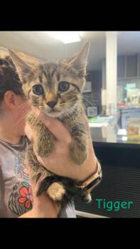 Rescue Domestic Short Hair Cats for Adoption in Hopkinsville, Kentucky - Tigger | PetCurious