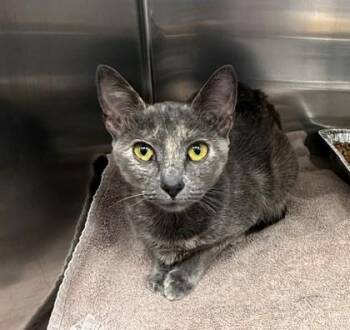 Domestic Short Hair Cats Available for Adoption - Alice Darling | PetCurious