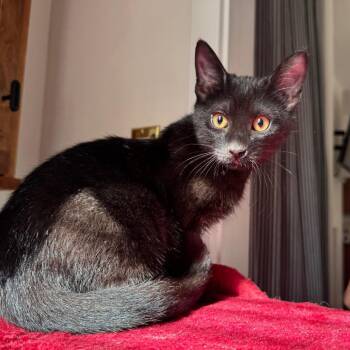 Crash -  Domestic Short Hair Cat for Adoption in Gibsonia, Pennsylvania - Crash | PetCurious