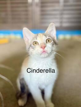 Cinderella -  Domestic Short Hair Cat for Adoption in Saint Charles, Missouri - Cinderella | PetCurious