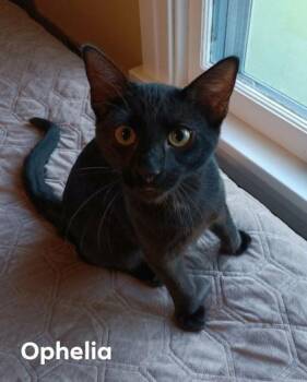 Ophelia Collins -  Domestic Short Hair Cat for Adoption in Beatrice, Nebraska - Ophelia Collins | PetCurious