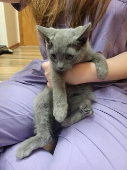 Dusty -  Domestic Medium Hair Cat for Adoption in Lorain, Ohio - Dusty | PetCurious