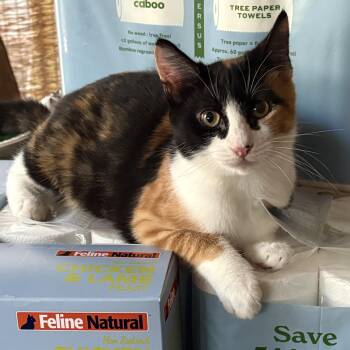 Pippa -  Calico Cat for Adoption in San Diego, California - Pippa | PetCurious